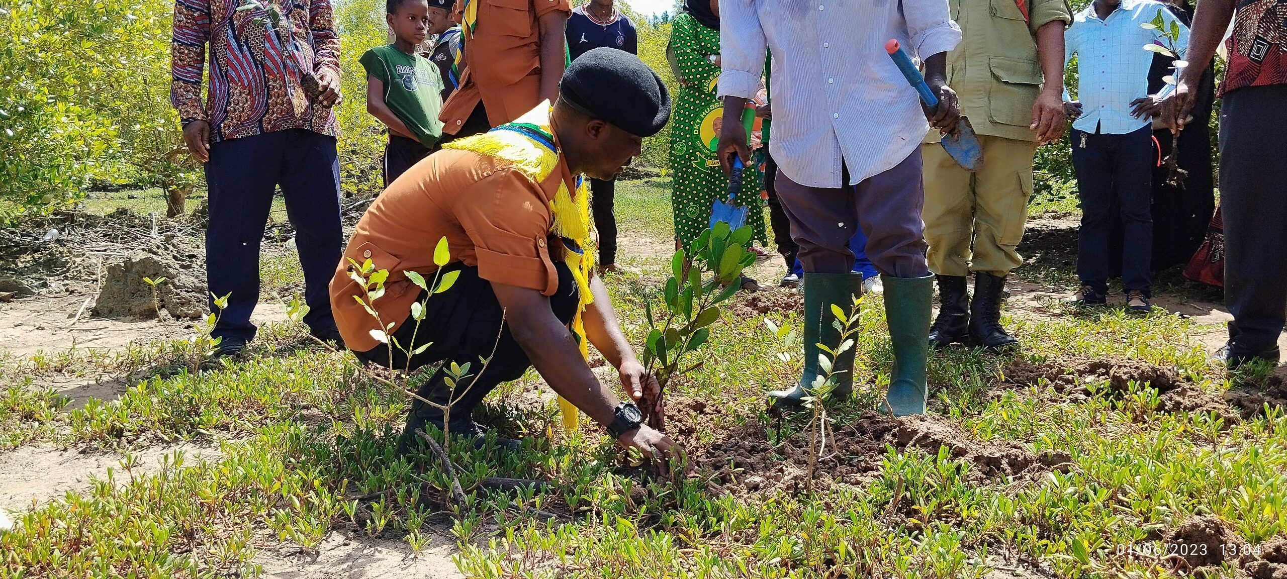Mangrove Canopy Protection